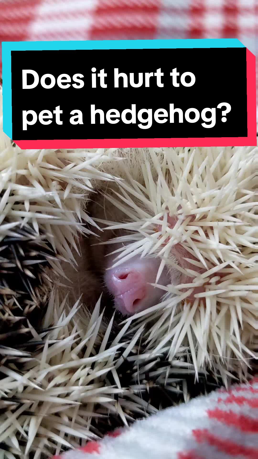 @hedgehogprecision