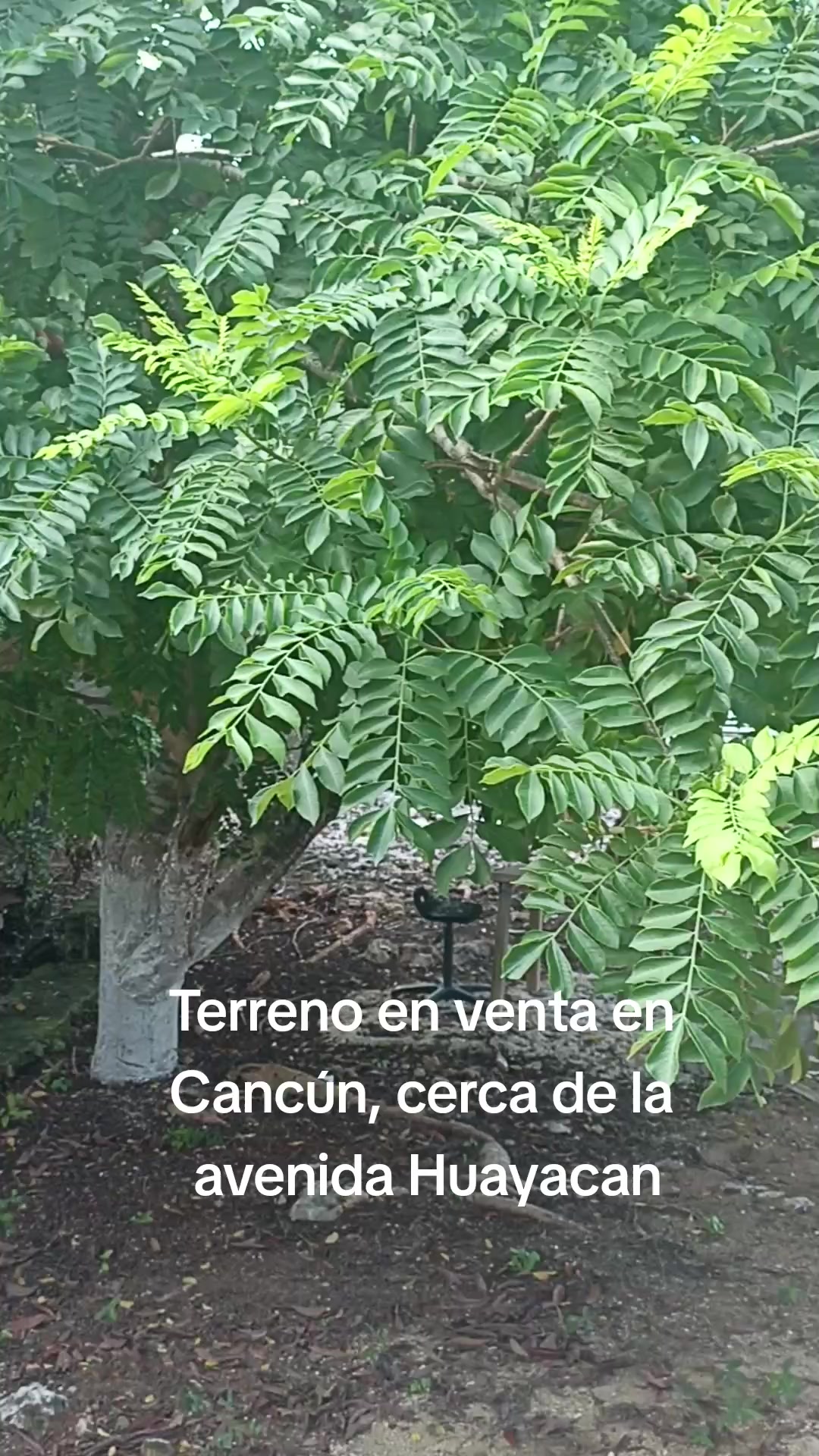 @Jose Chein - Bienes Raices