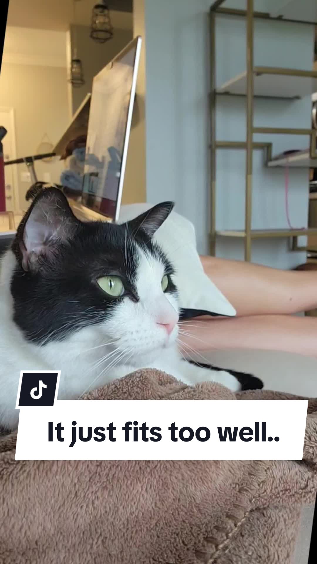 @Leo & Ali the cats 🐈