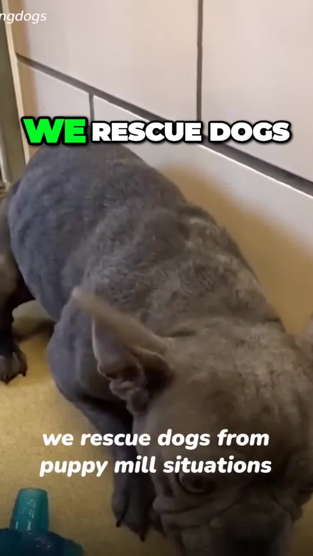 @Lost Paws