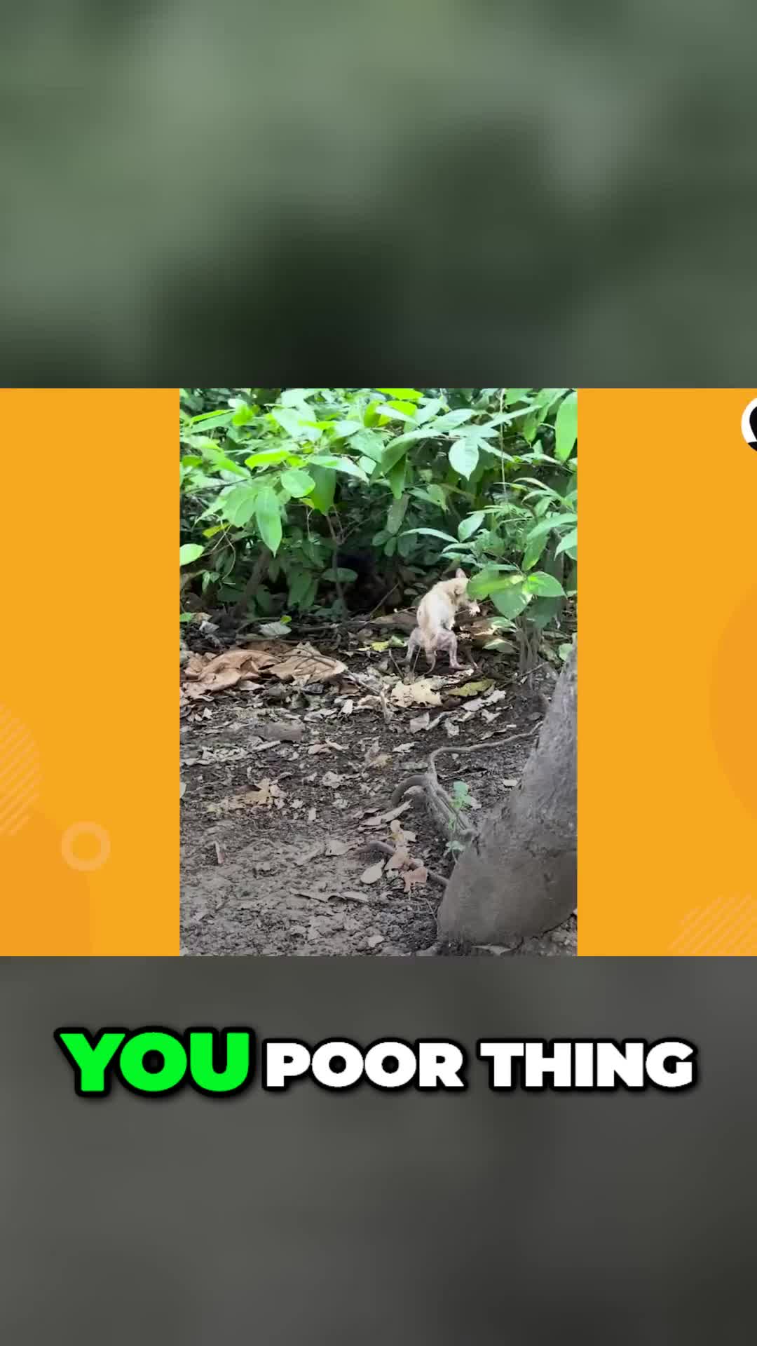 @Lost Paws