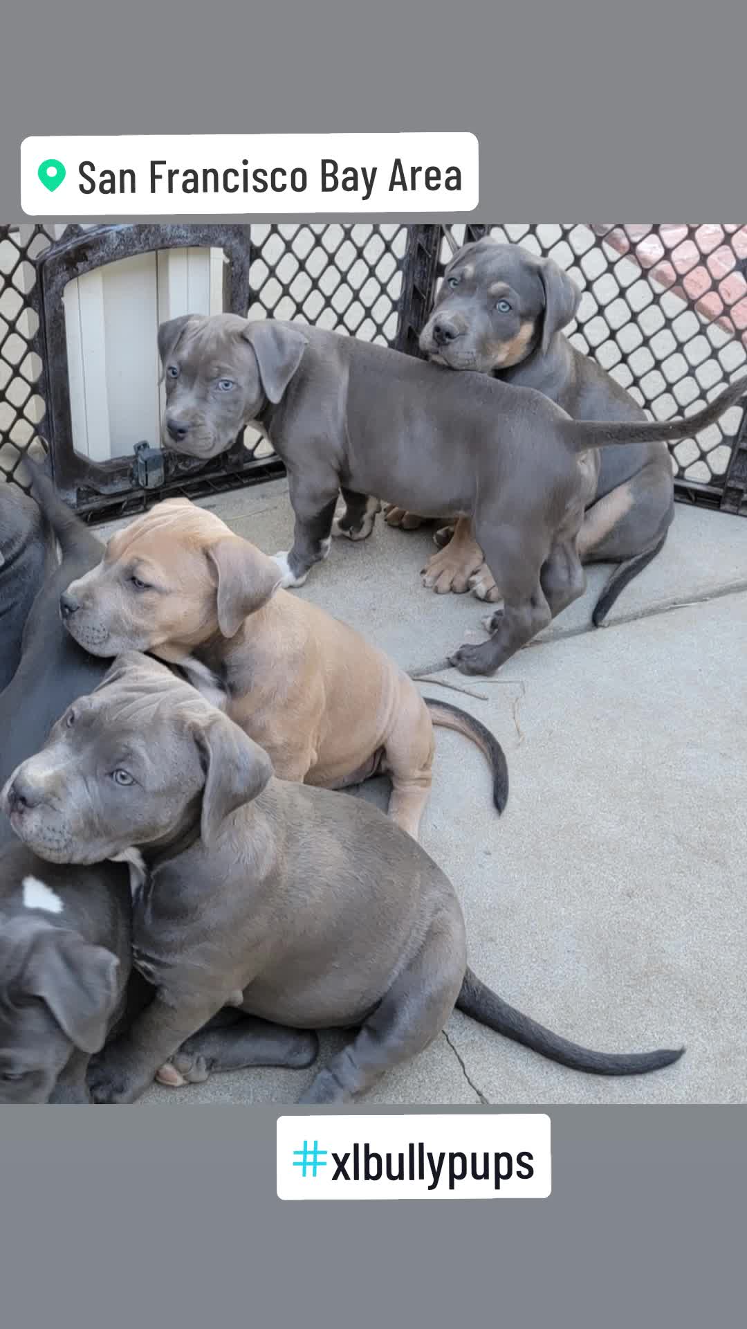 @hwy4bullyz