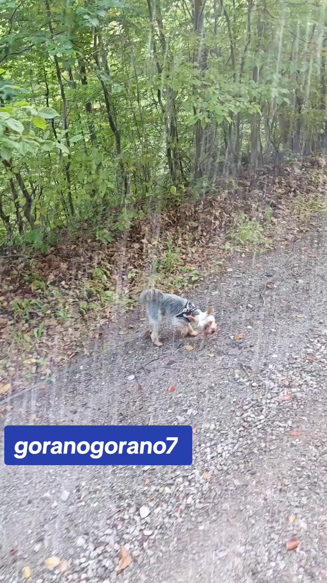 @goranogorano7