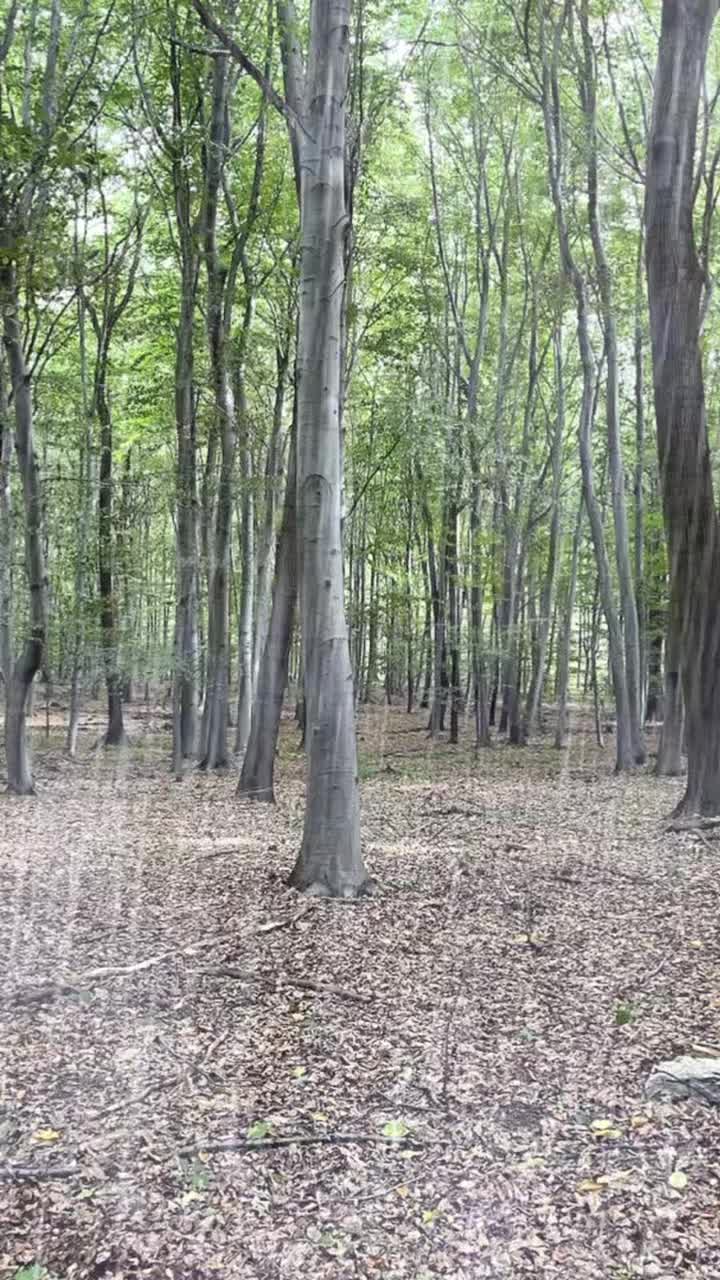 @KotyaraRS