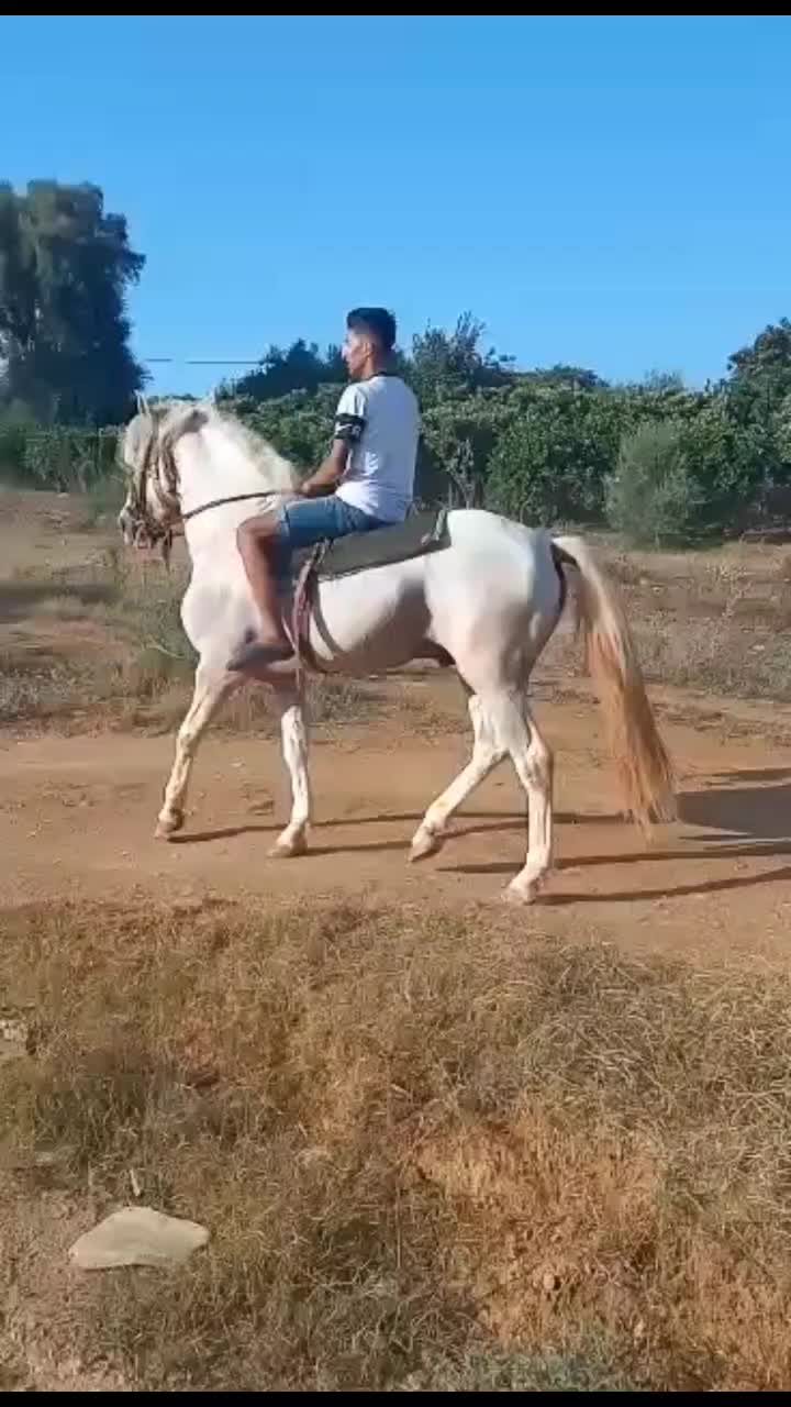 @حميد محمودي.