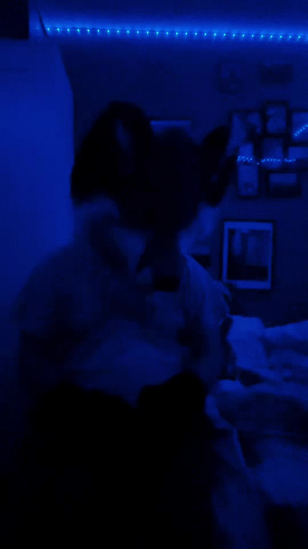 @StripeDaFox