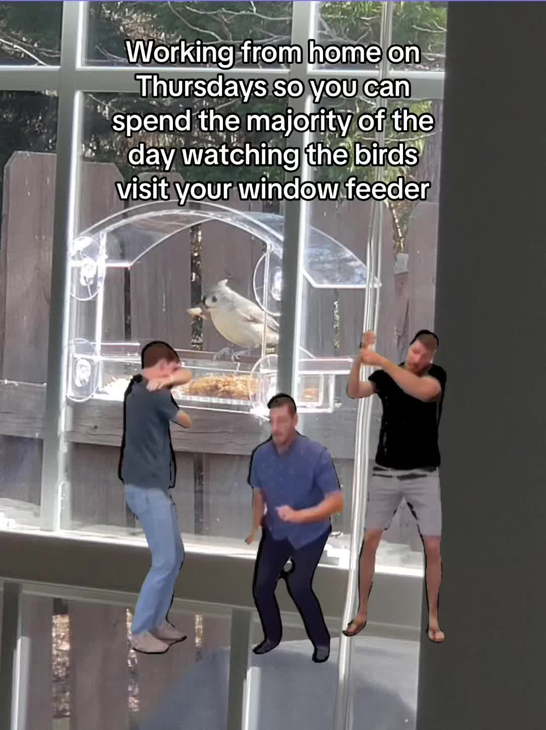@homebirdshop