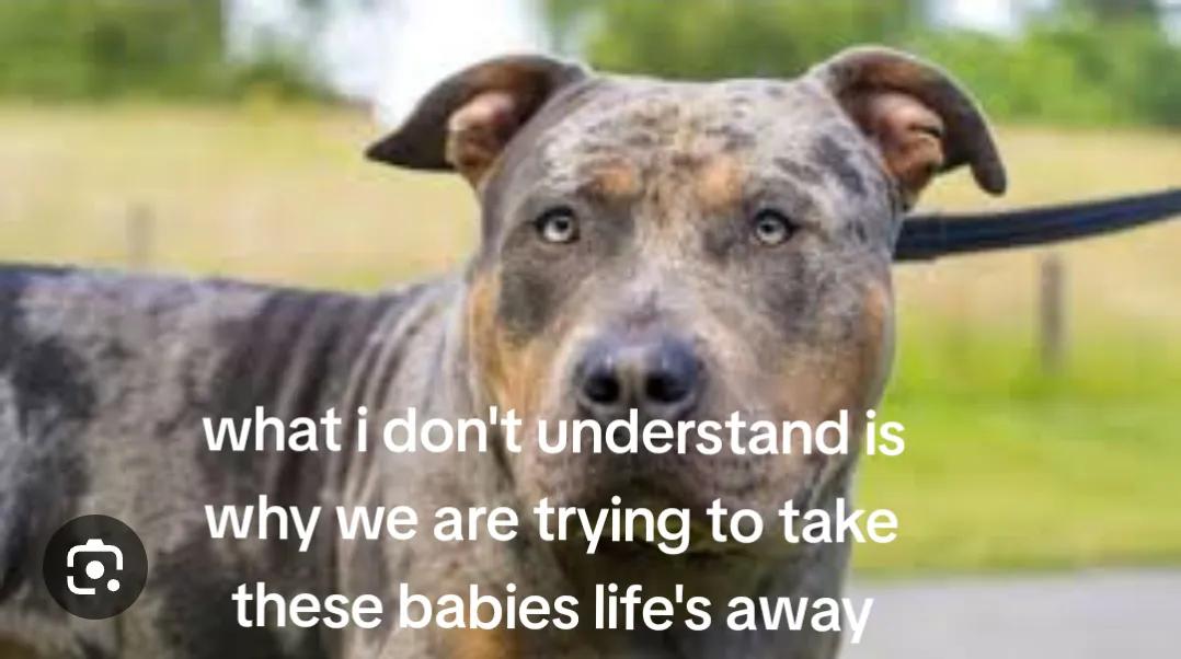 @SAVE THE XL BULLYS