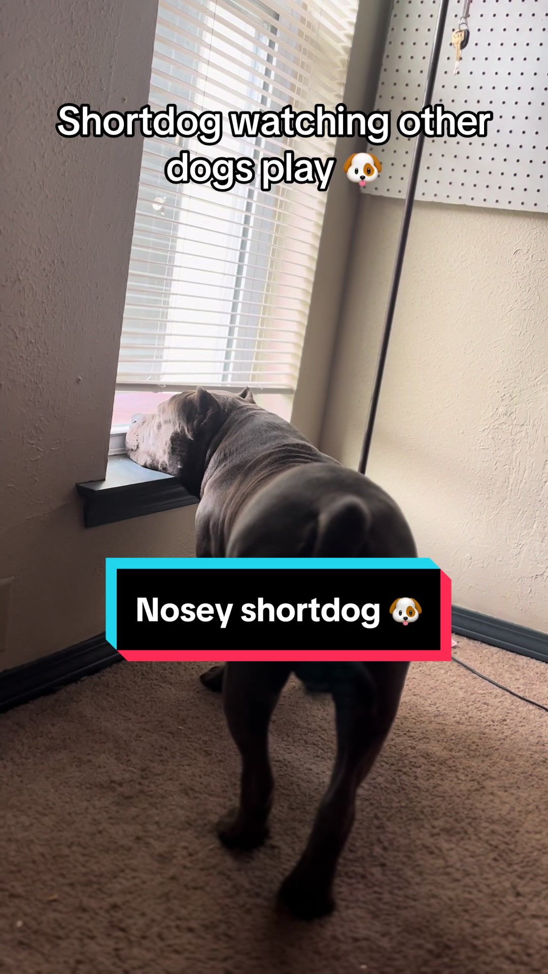 @poohbie2trill&shortdog