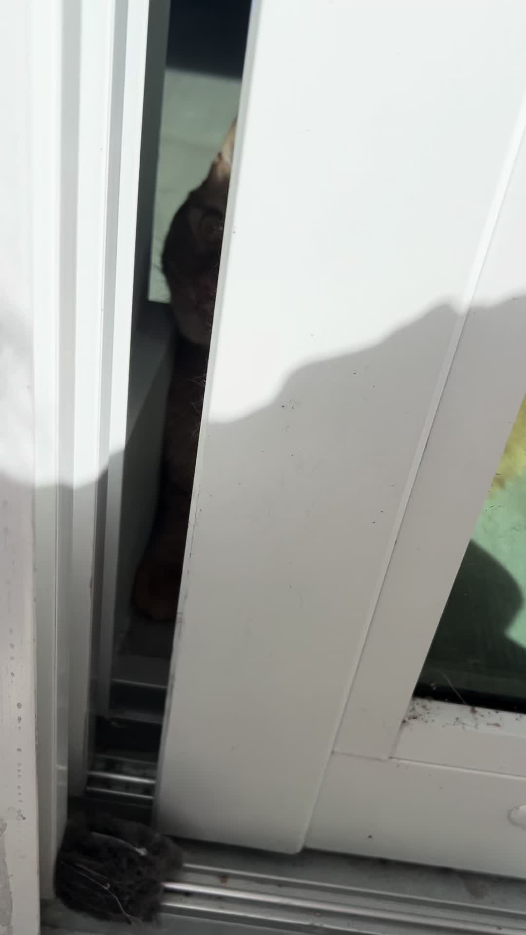 @mango mango