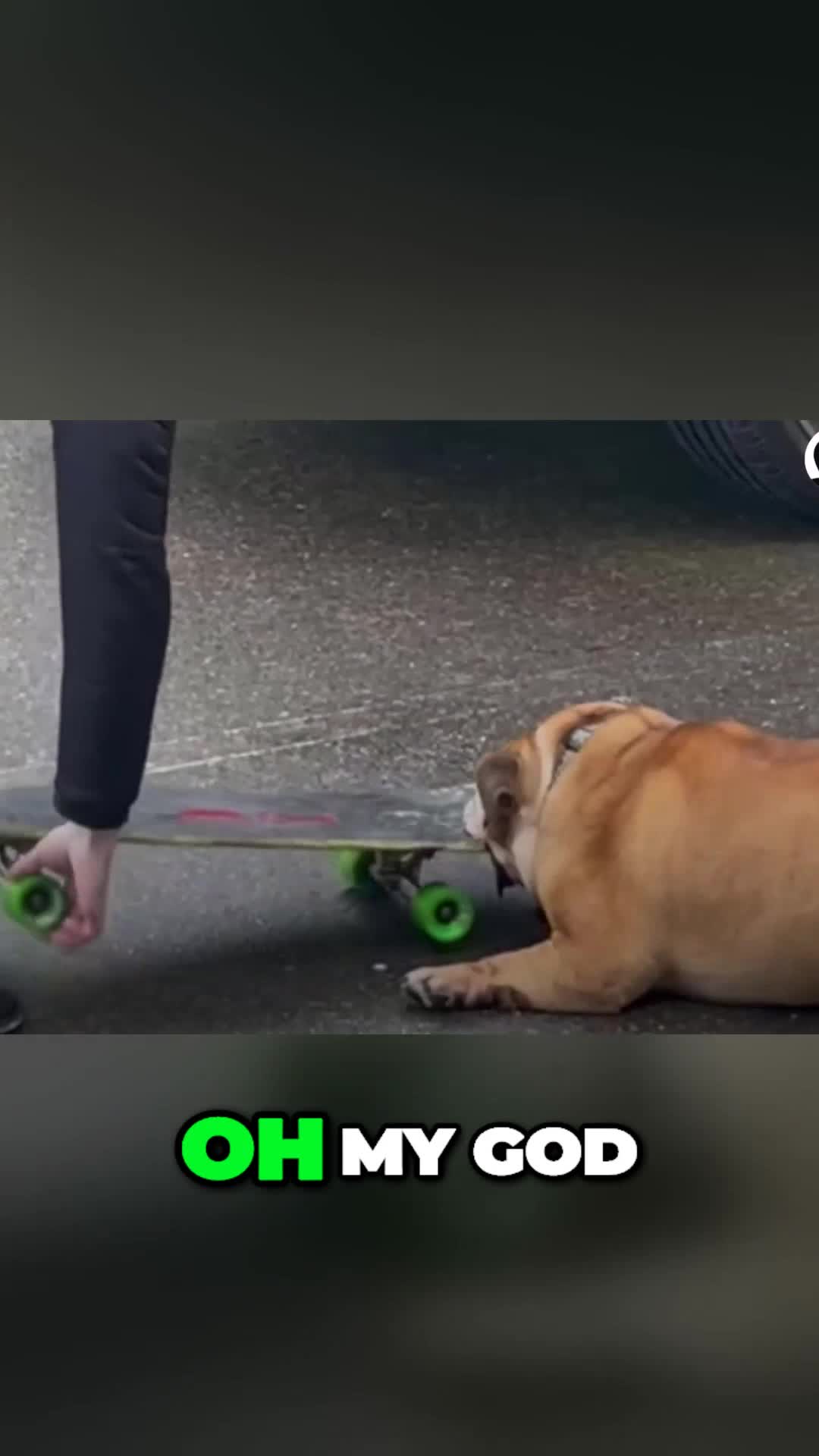 @Lost Paws