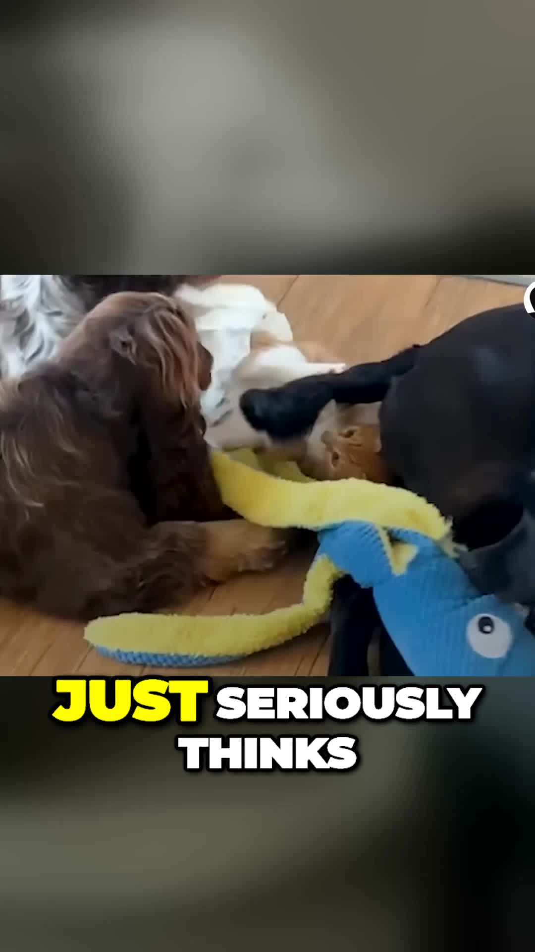 @Lost Paws