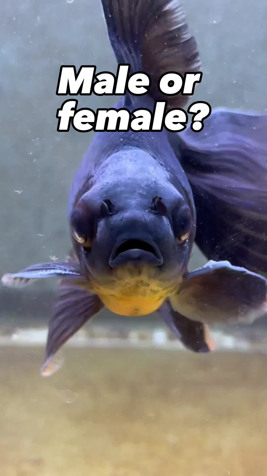 @The Goldfish Guy