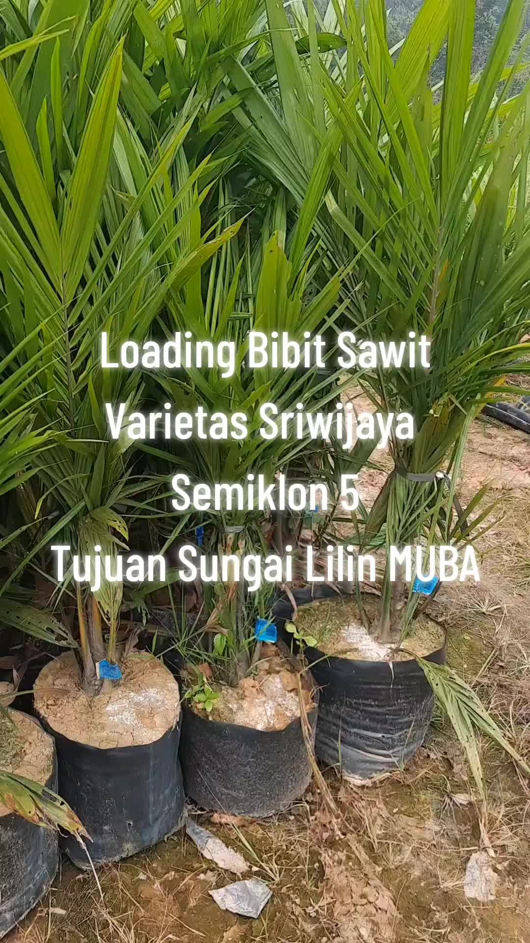 @BOS SAWIT