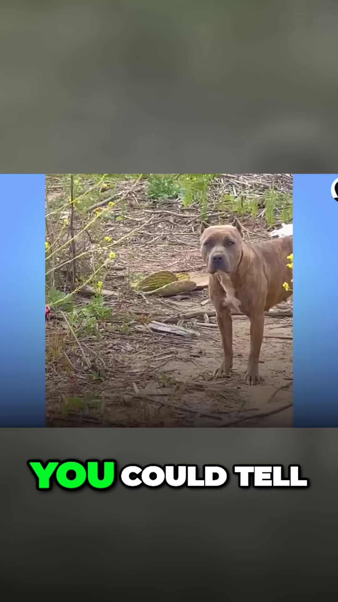 @Lost Paws