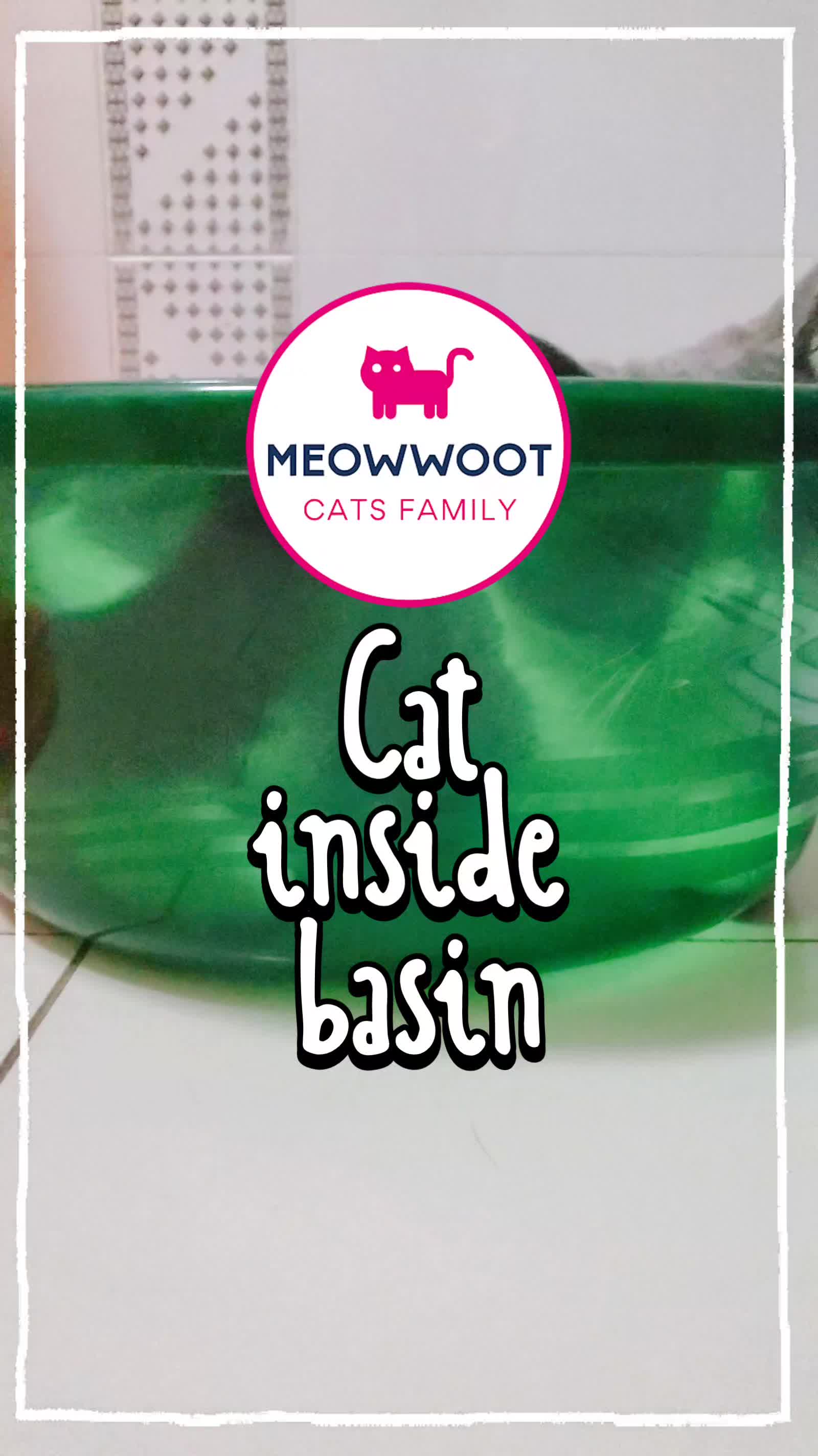 @MeowWoot - Cats Family