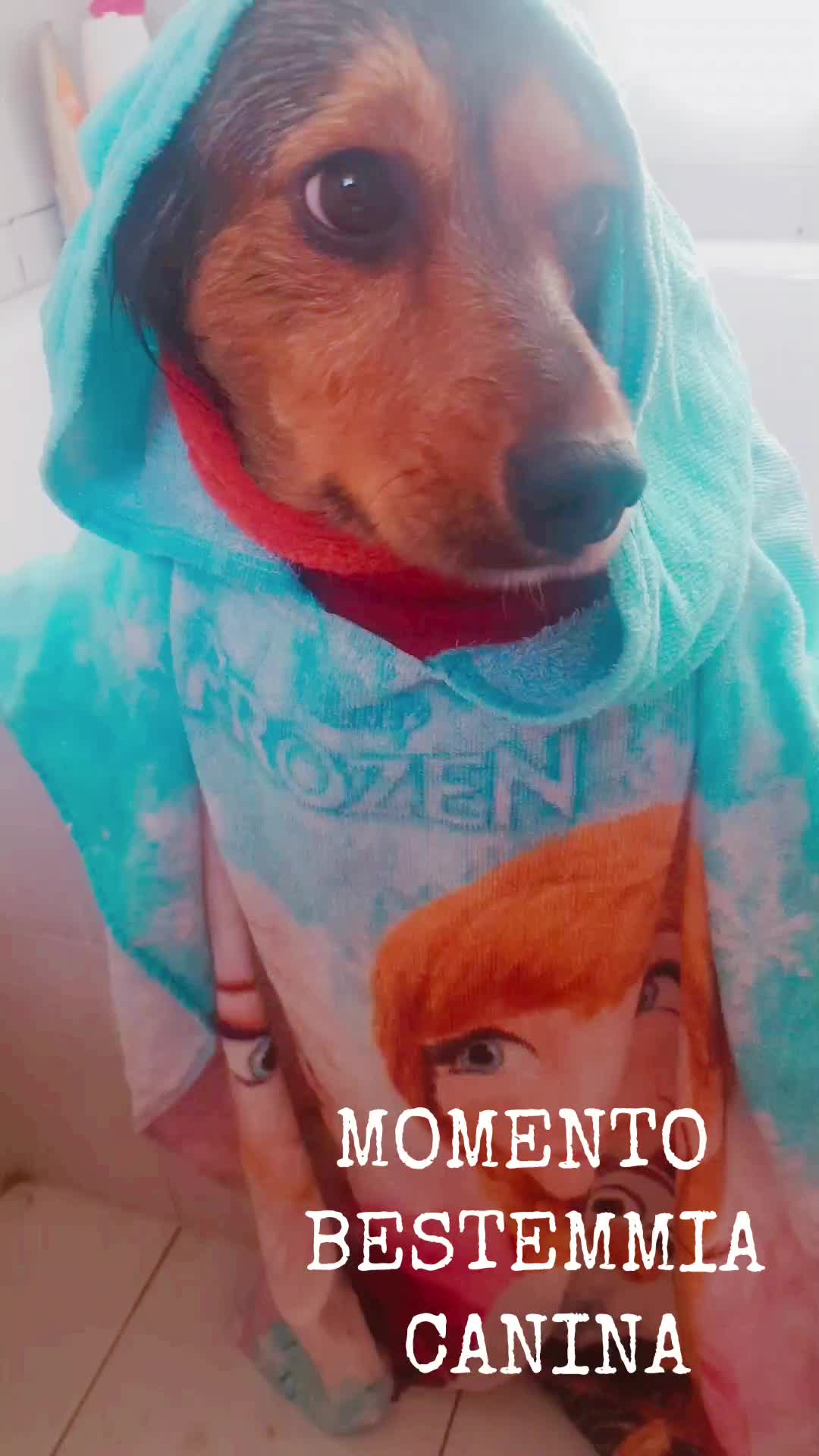 @Elisa🐶Ronda