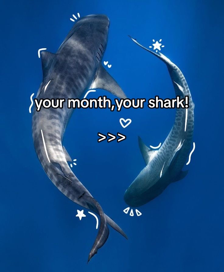 @🦈