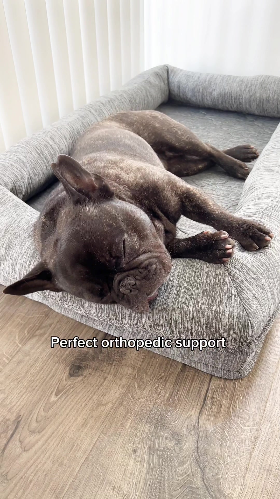 @Bruno the Frenchie