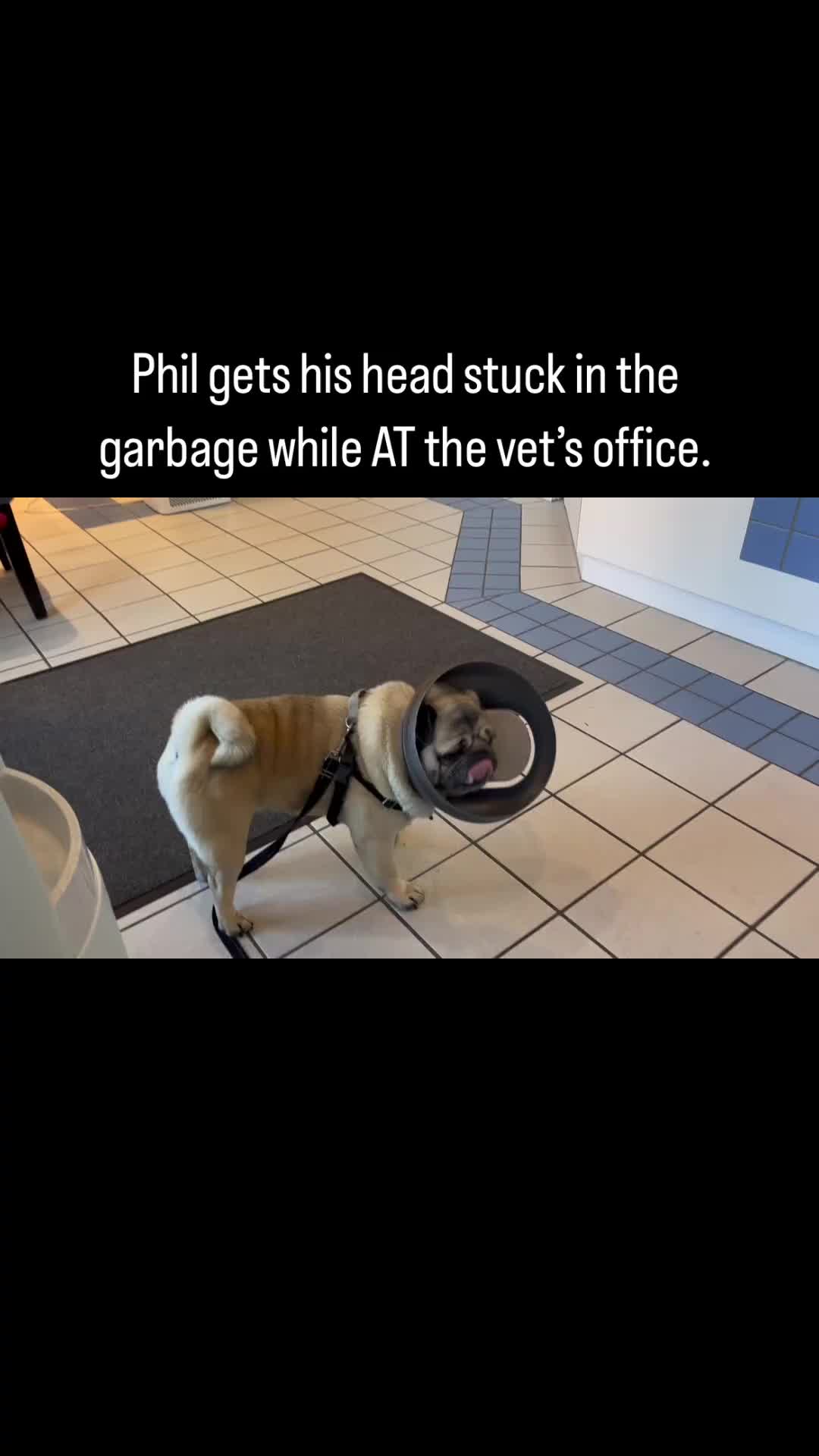 @Pug