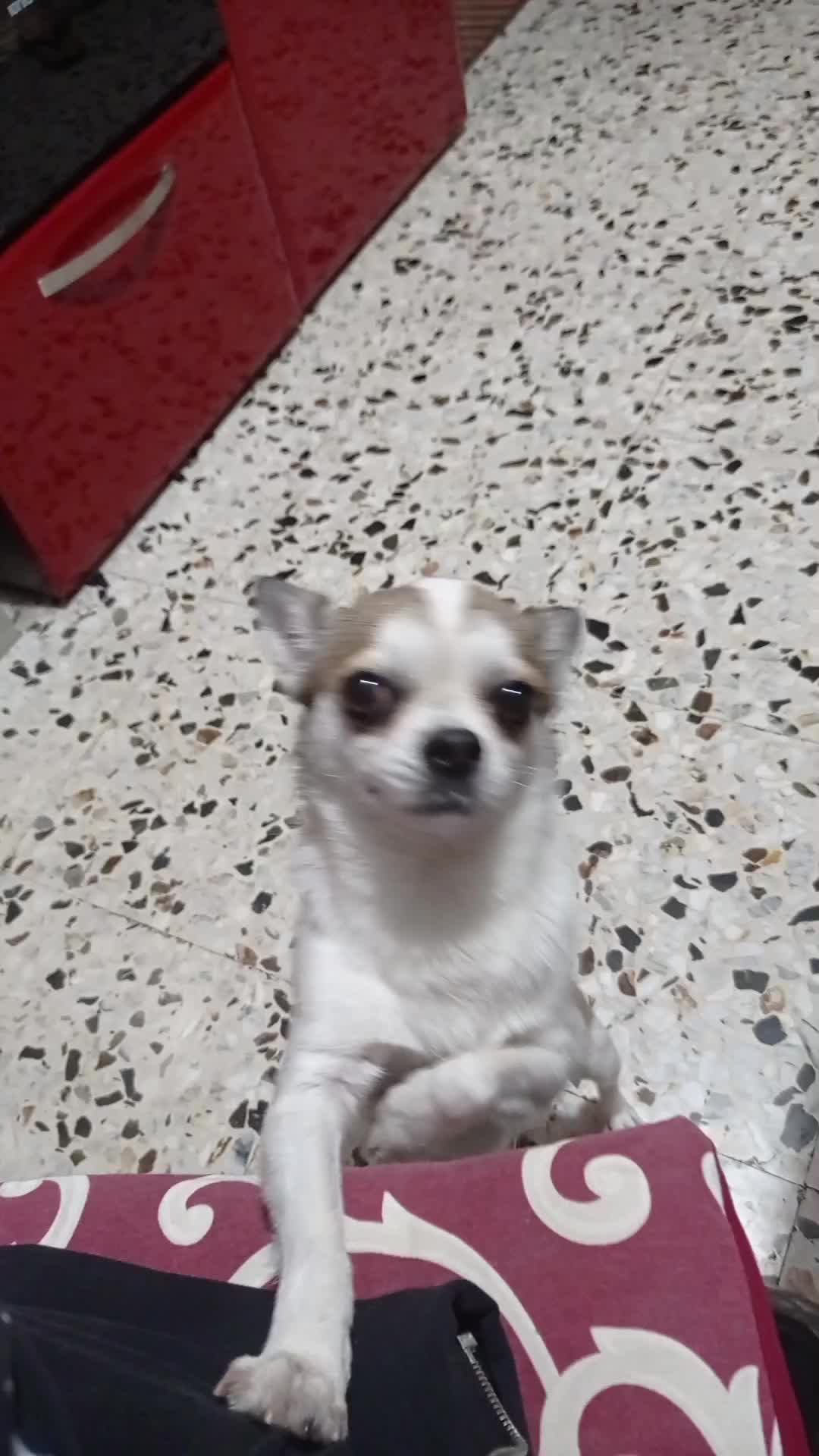 @Remilia Santelia