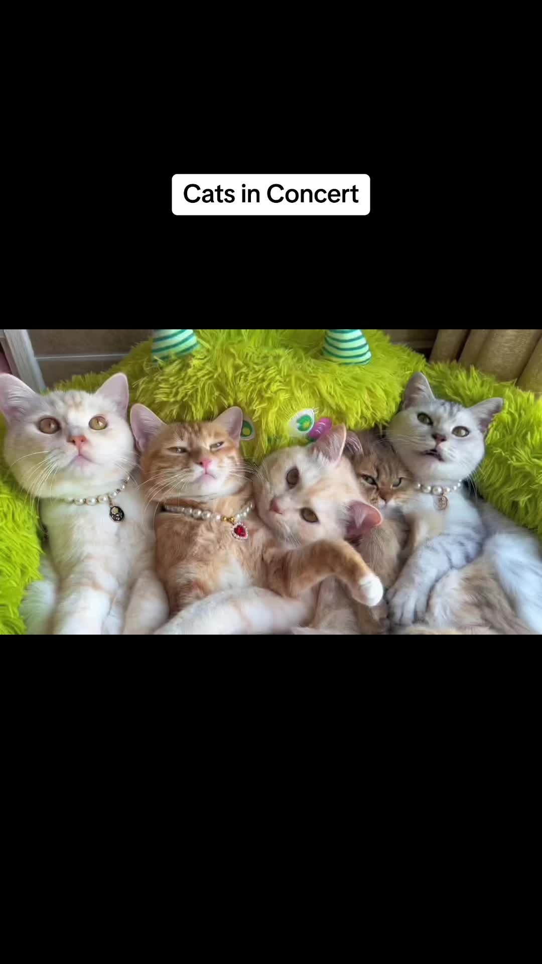 @Cat Pippi