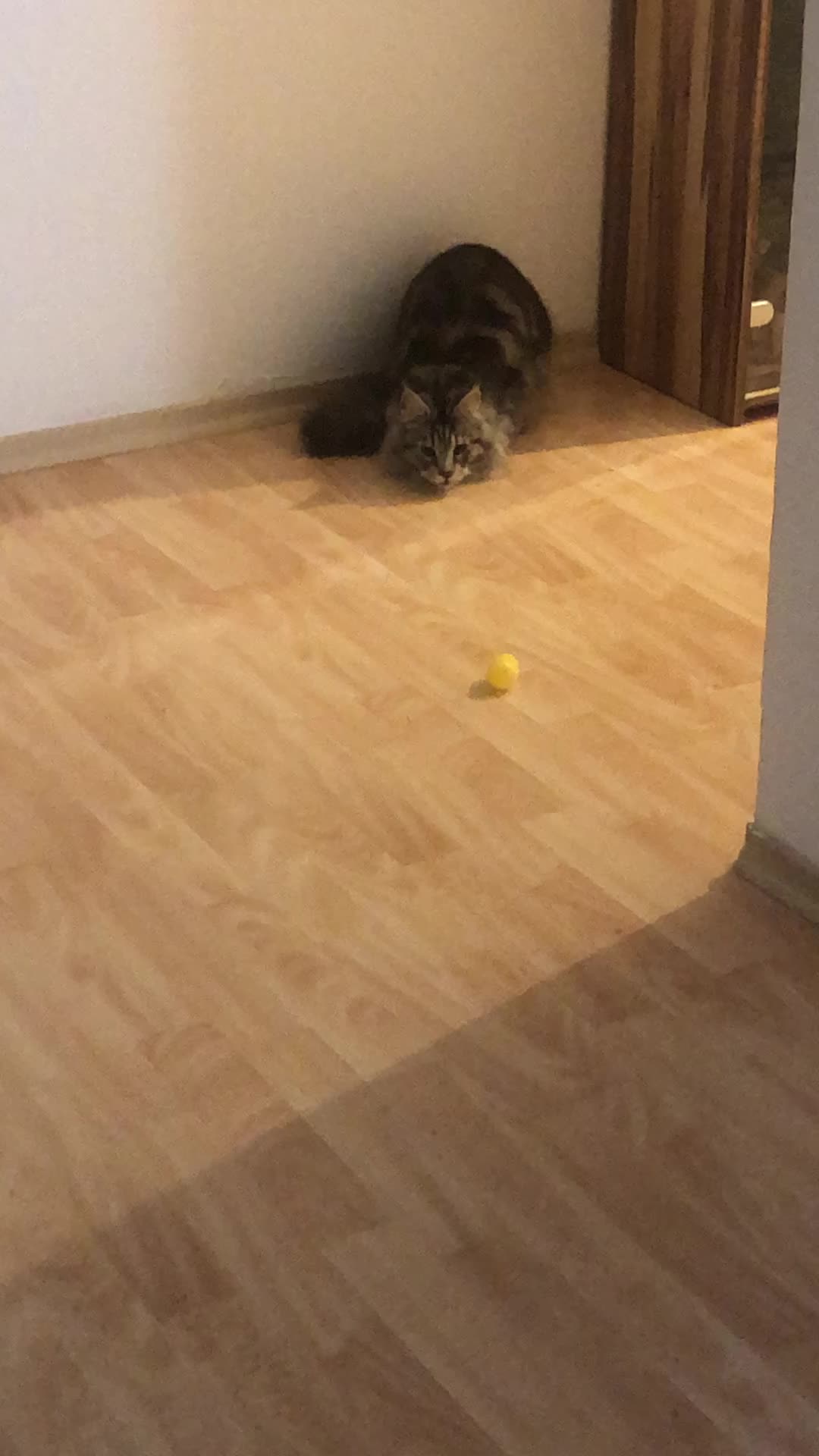 @Lemigans _cattery