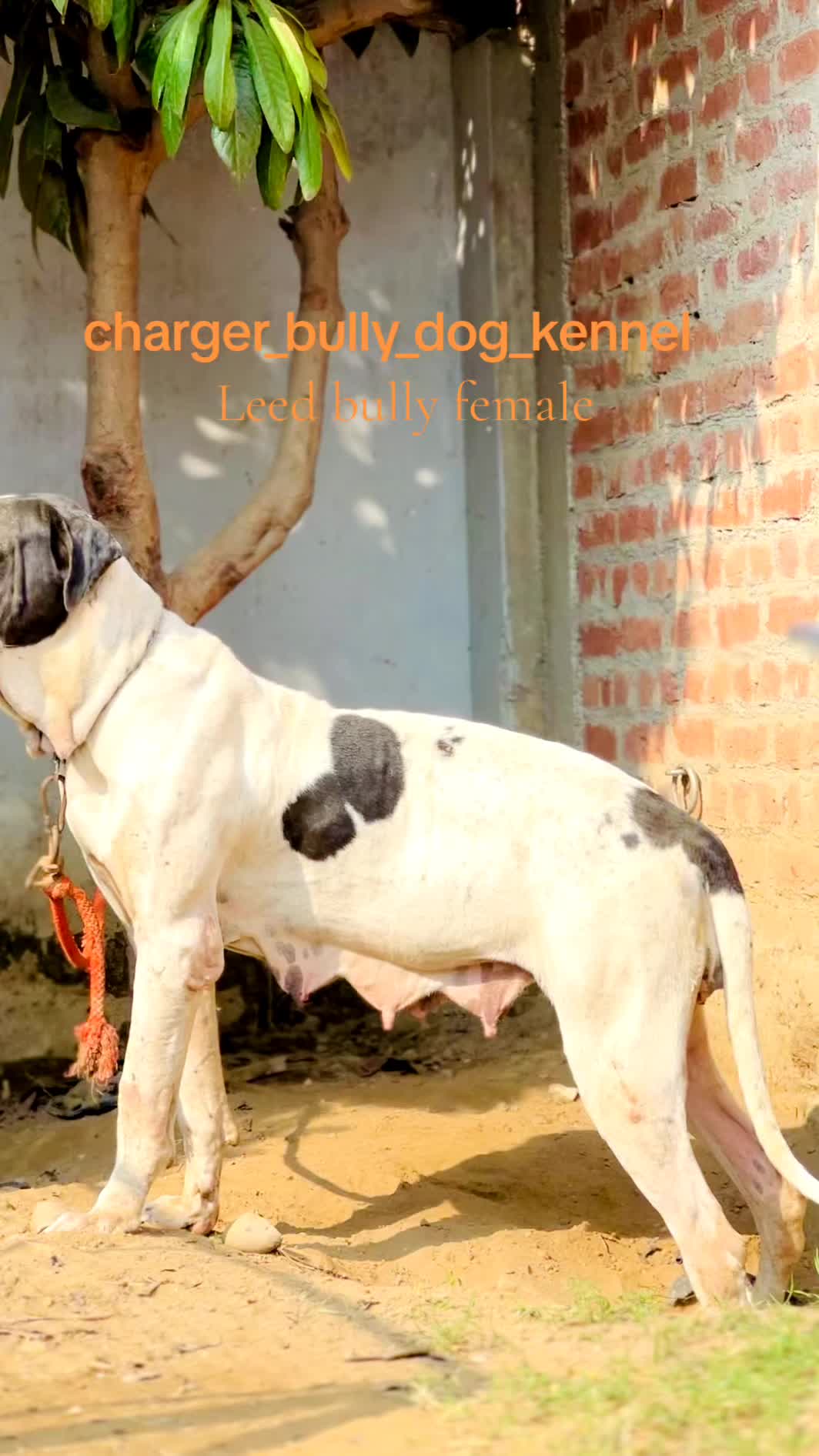 @charger bully dog kennel