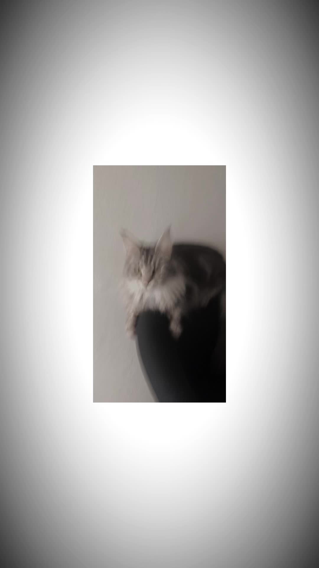 @Lemigans _cattery