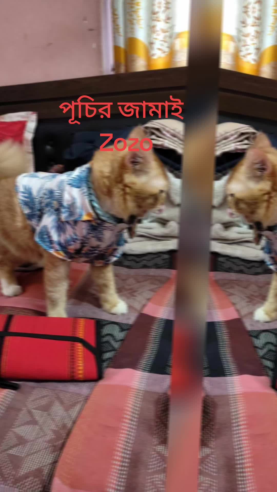 @পুচি লাইফ স্টাইল
