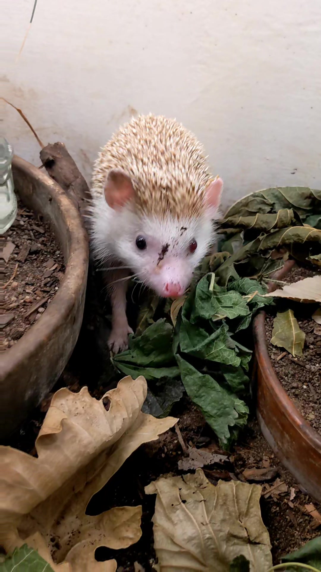 @hedgehogprecision