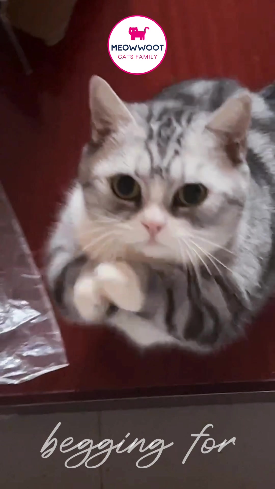 @MeowWoot - Cats Family