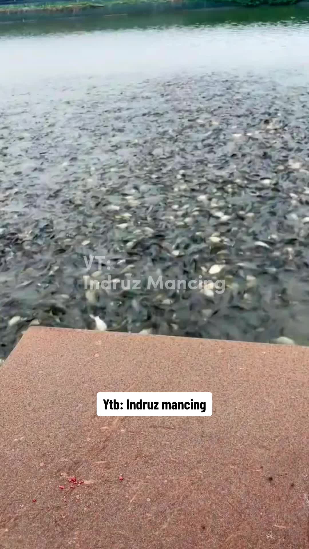 @indruz mancing