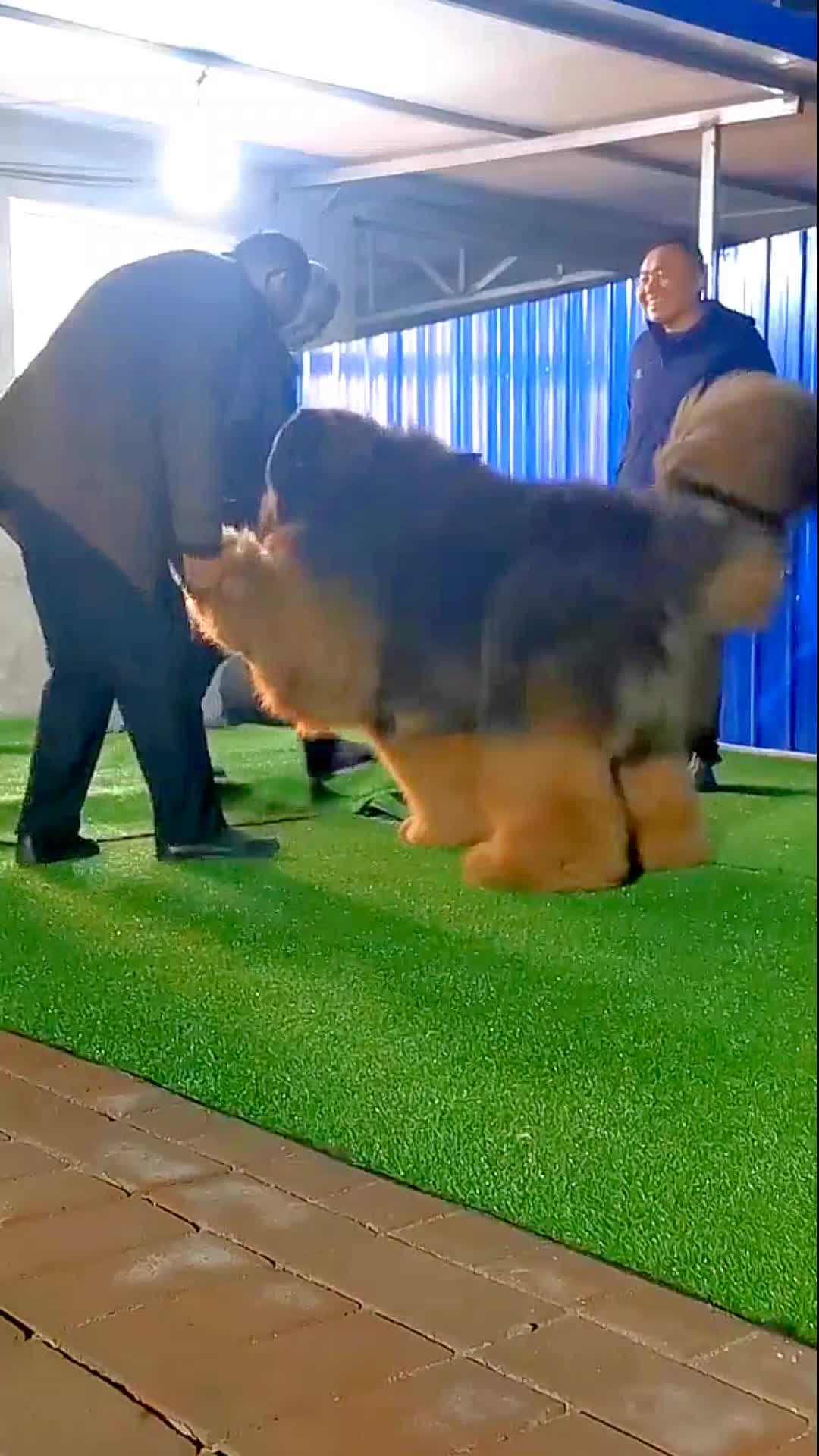 @love pets