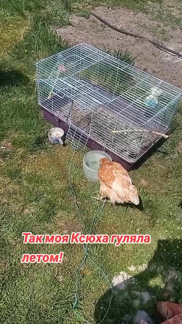 @Мои звери
