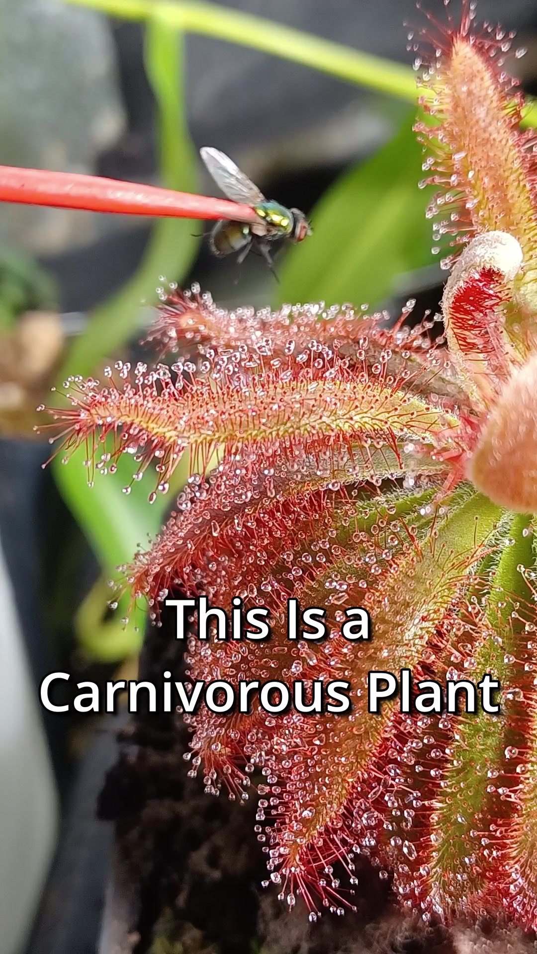 @Logs Plants