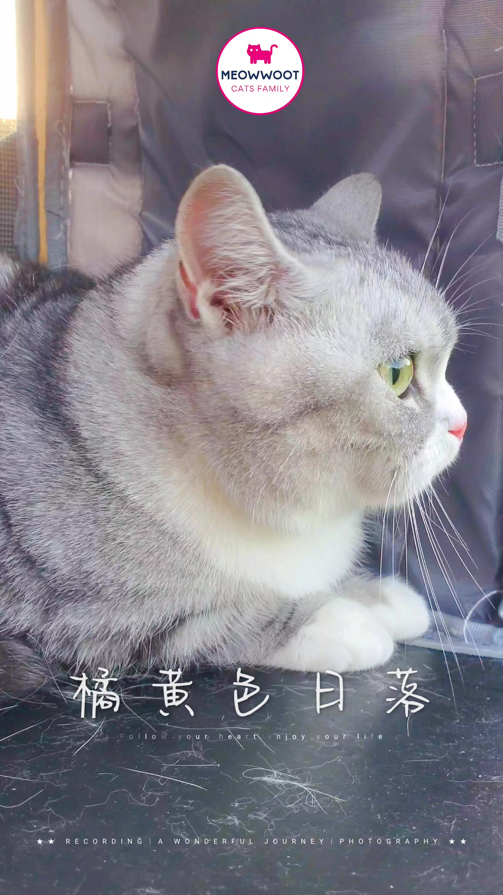 @MeowWoot - Cats Family