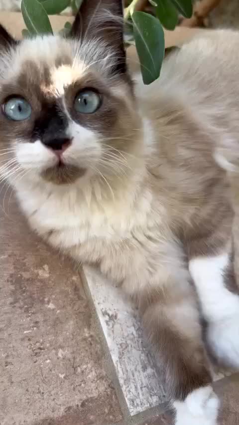 @Caniegattismarriti
