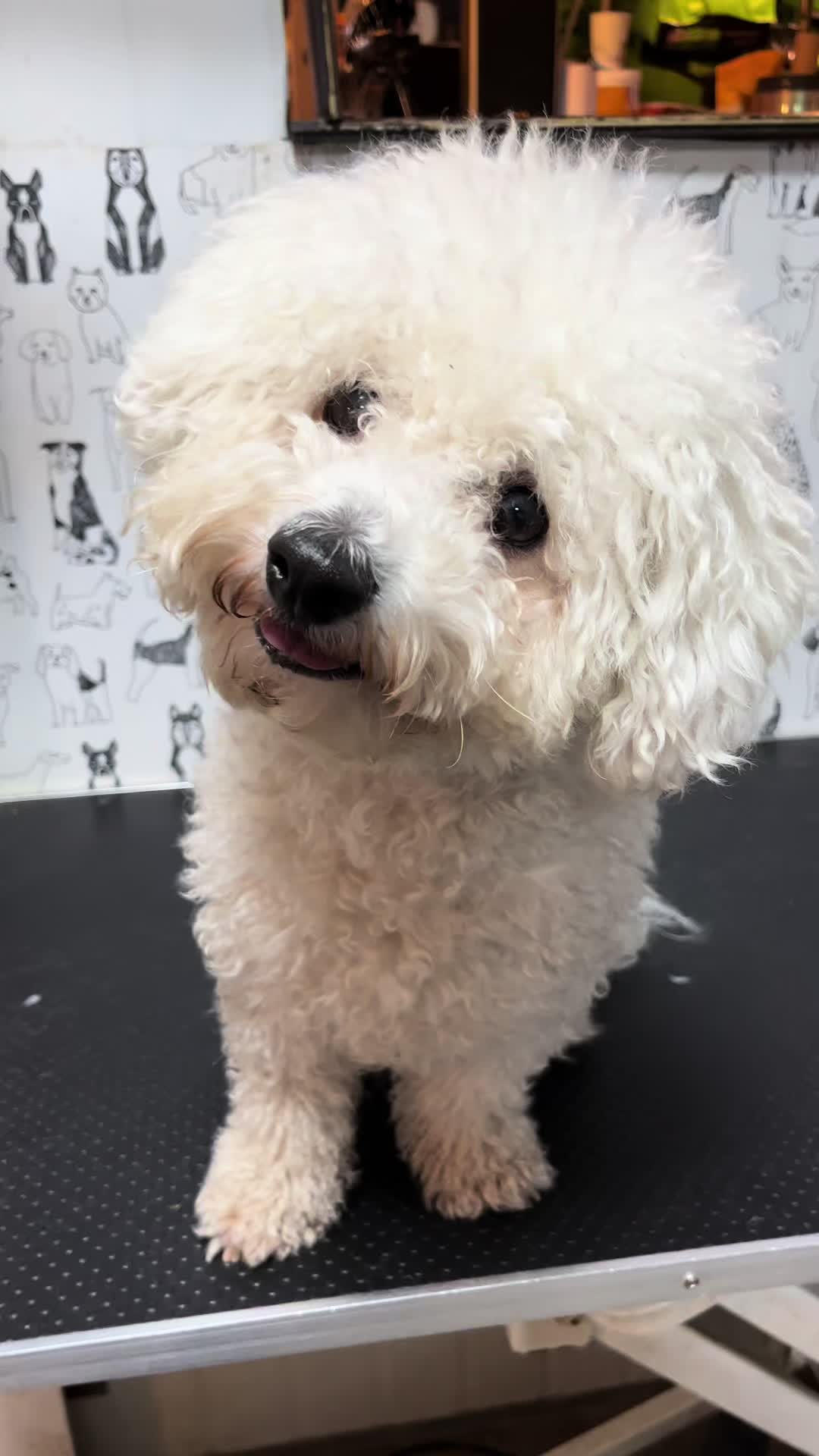 @ספר כלבים 🐩✂️