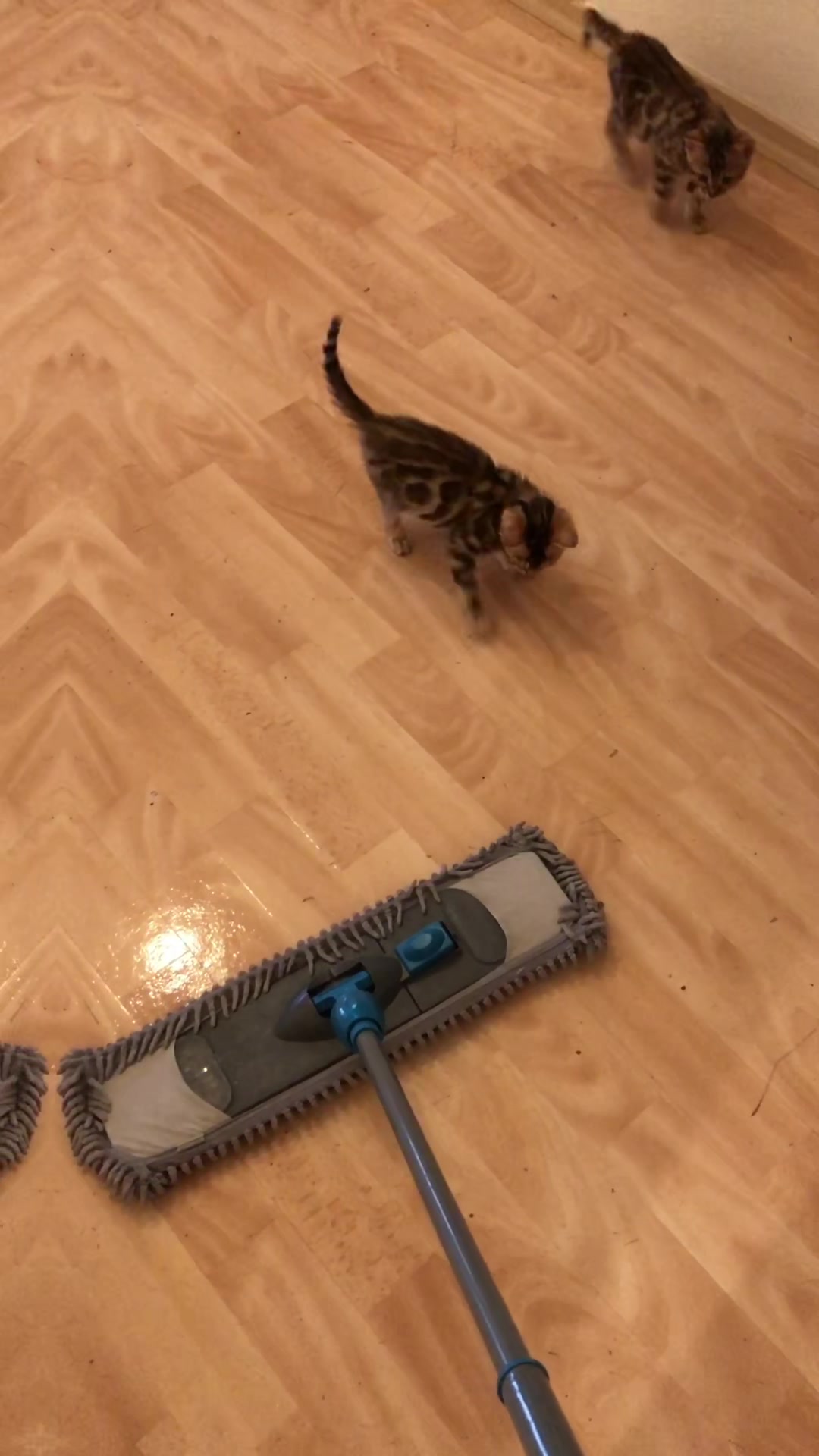 @Lemigans _cattery