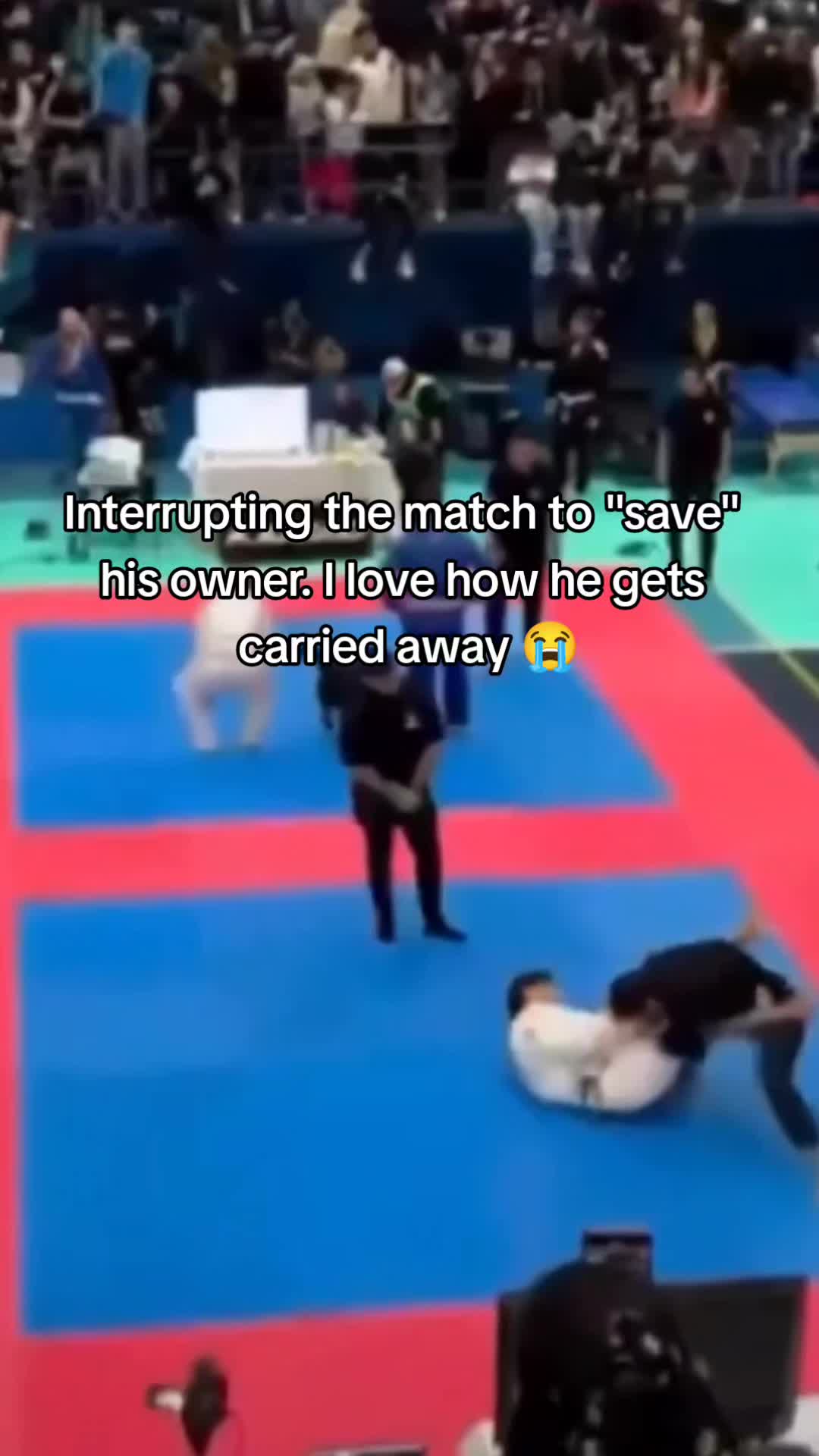 @Pawsitivitycore