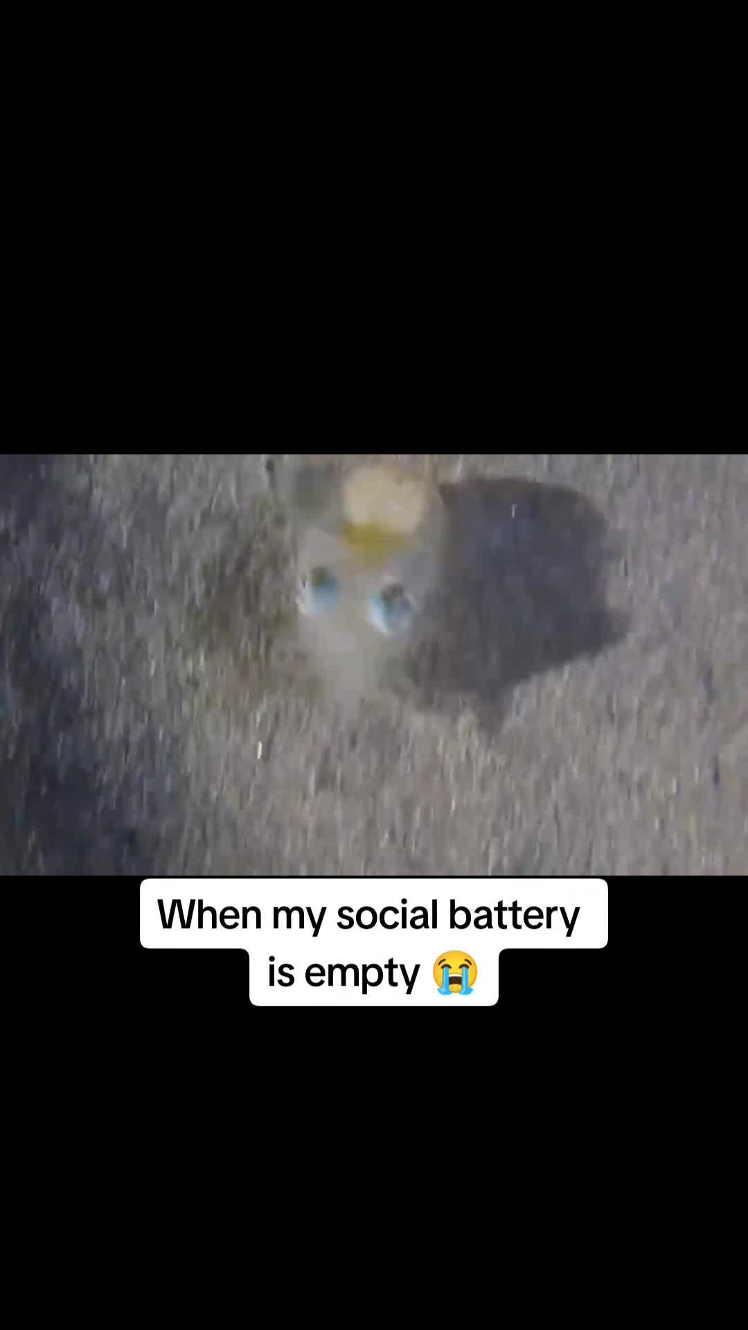@Pawsitivitycore
