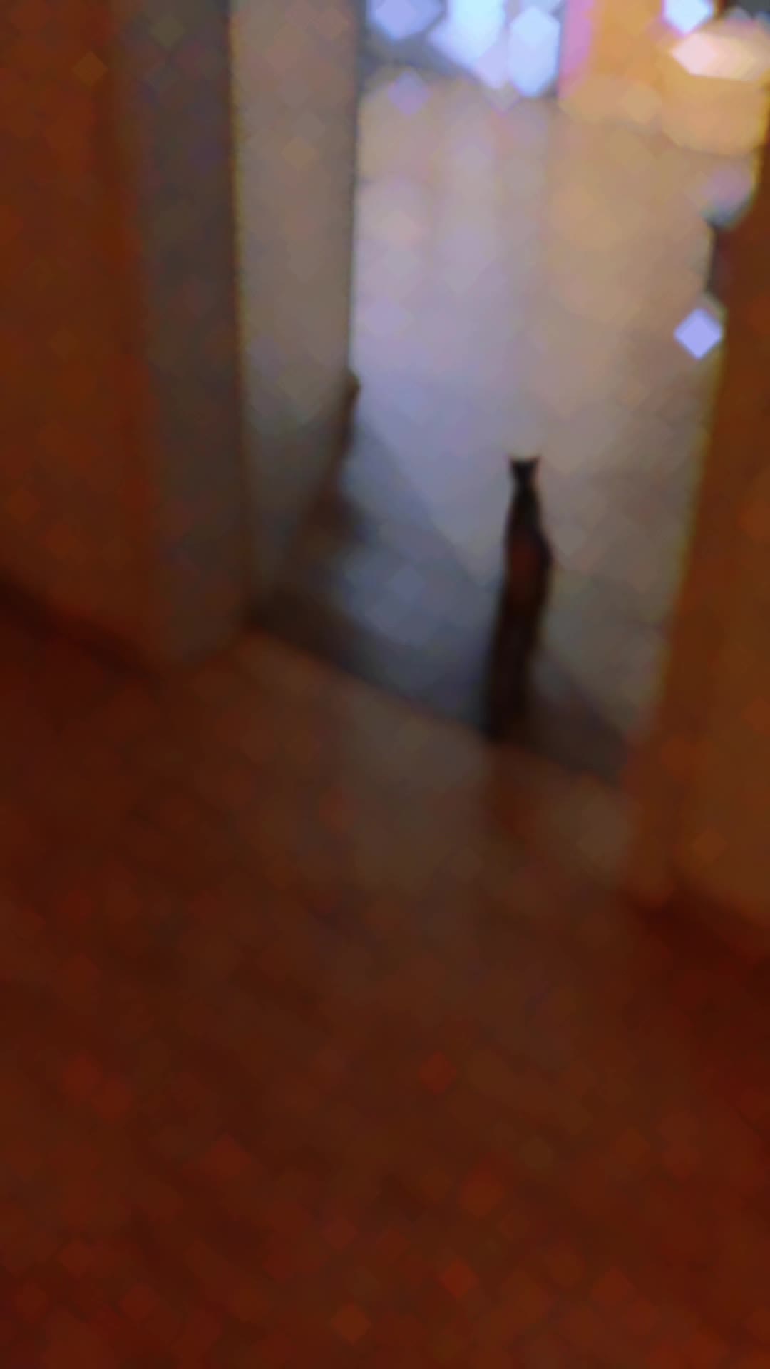 @Lemigans _cattery
