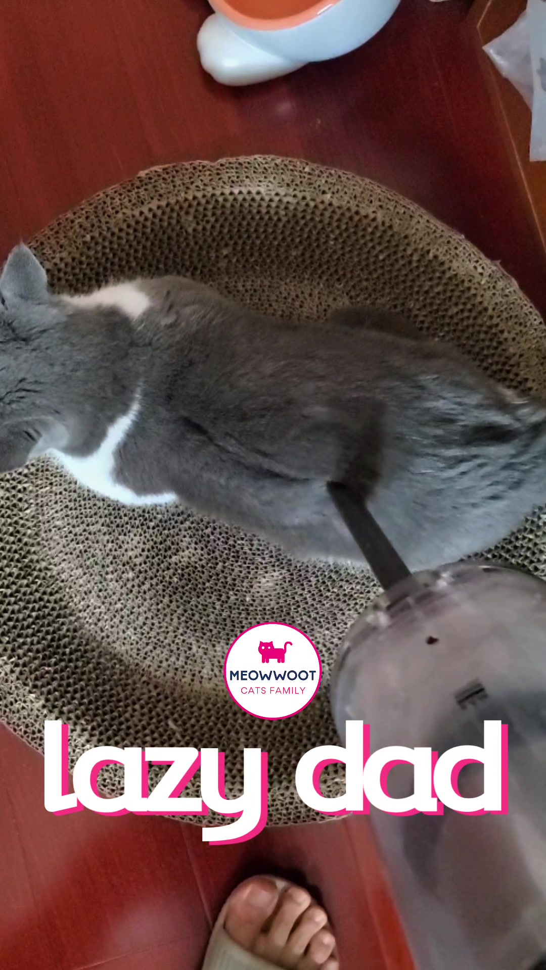 @MeowWoot - Cats Family
