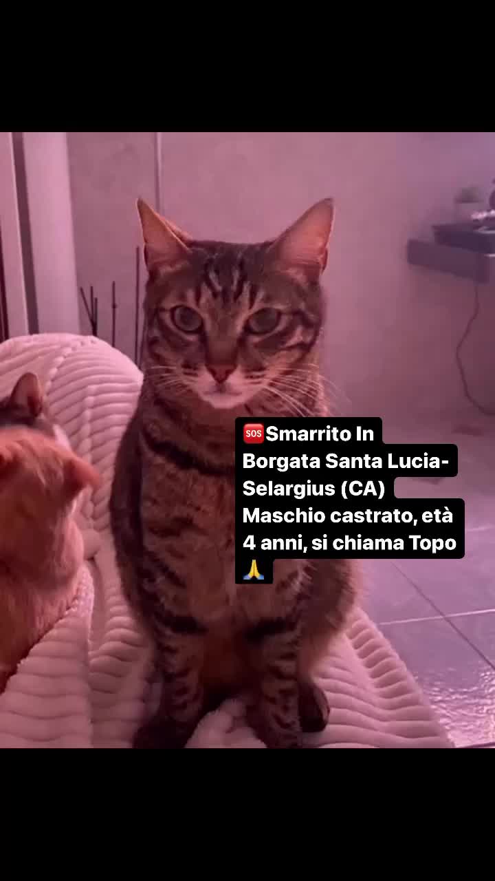 @Caniegattismarriti