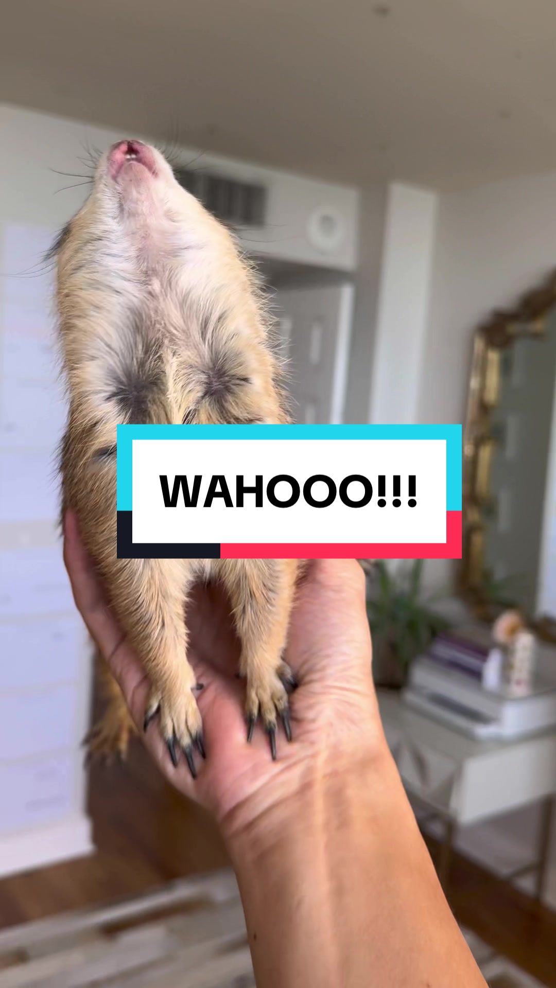 @Poppy the Prairie Dog
