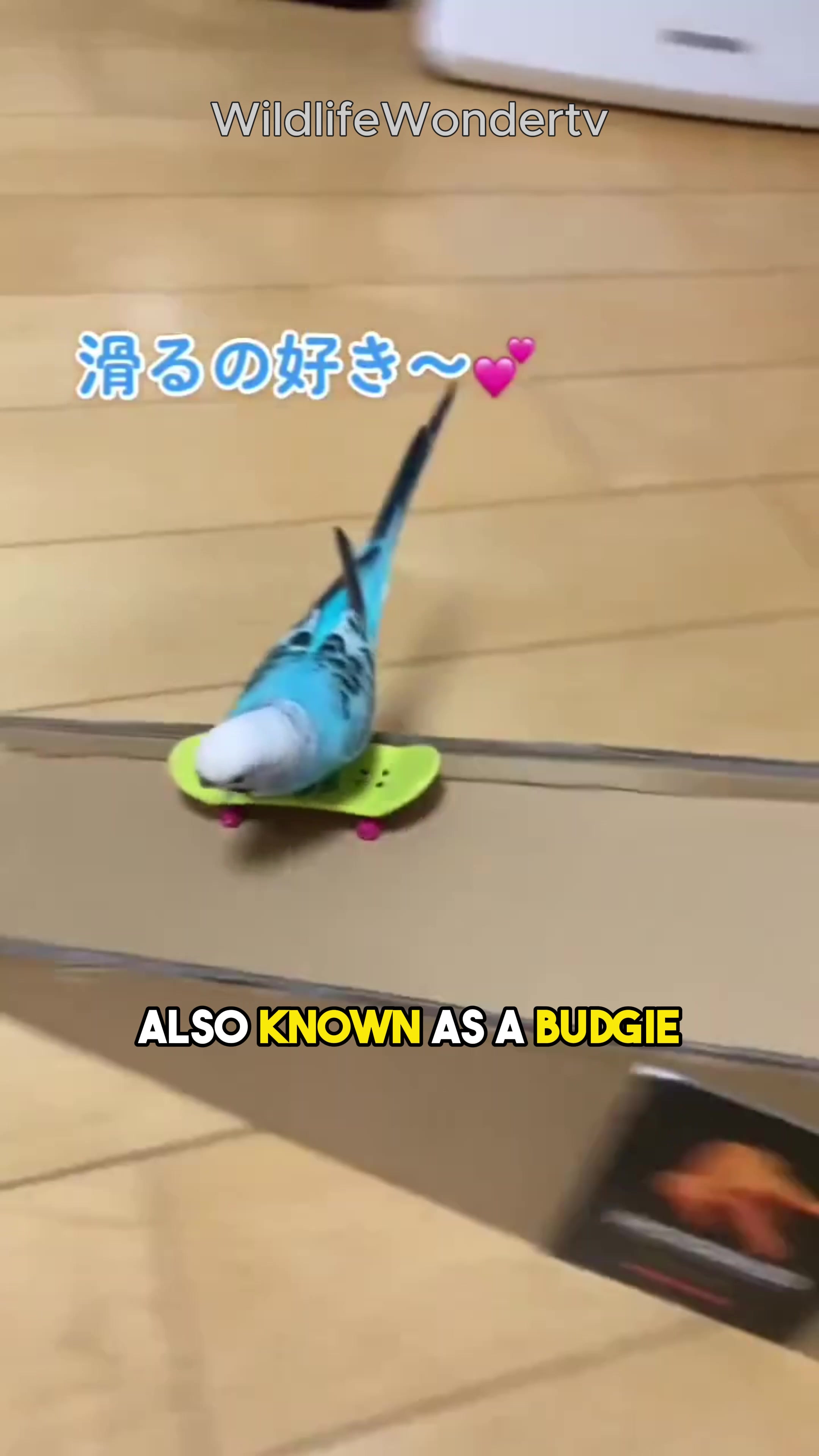@WildlifeWonderTV Animal Facts
