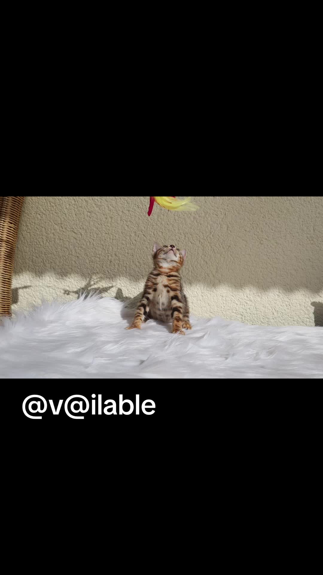 @Lemigans _cattery