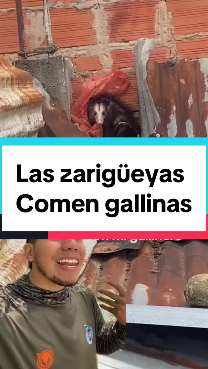 @Soy Sebassalvaje (d&uacute;os)