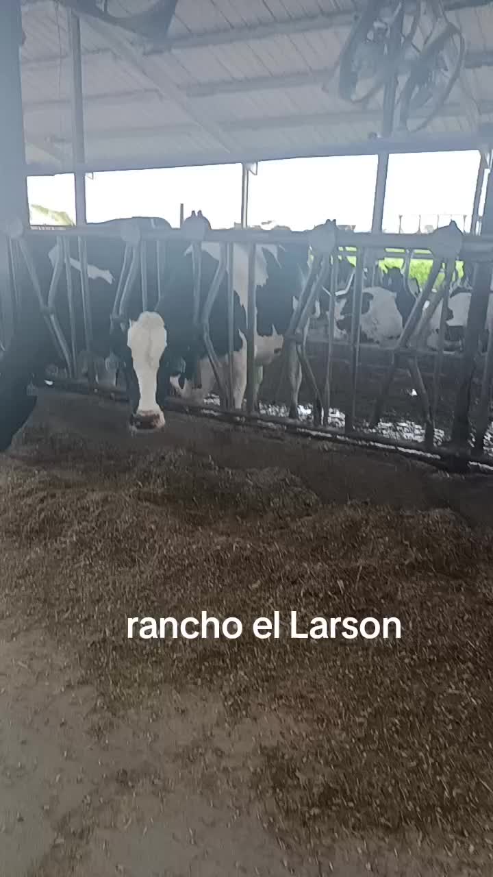 @el parrillita